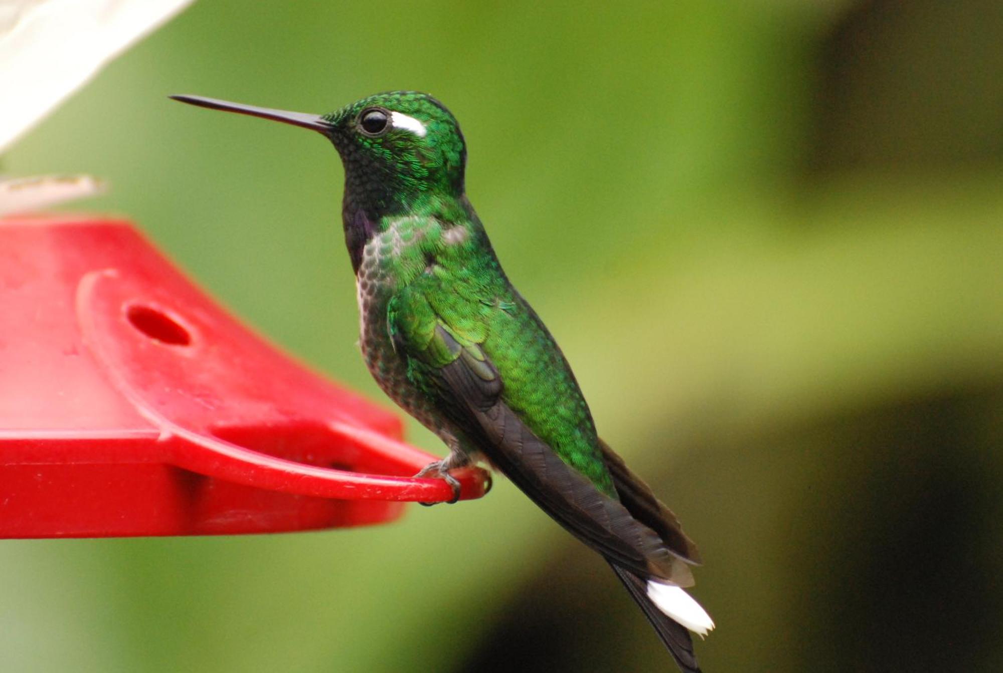 Bellavista Cloud Forest Lodge & Private Protected Area Tandayapa Bagian luar foto
