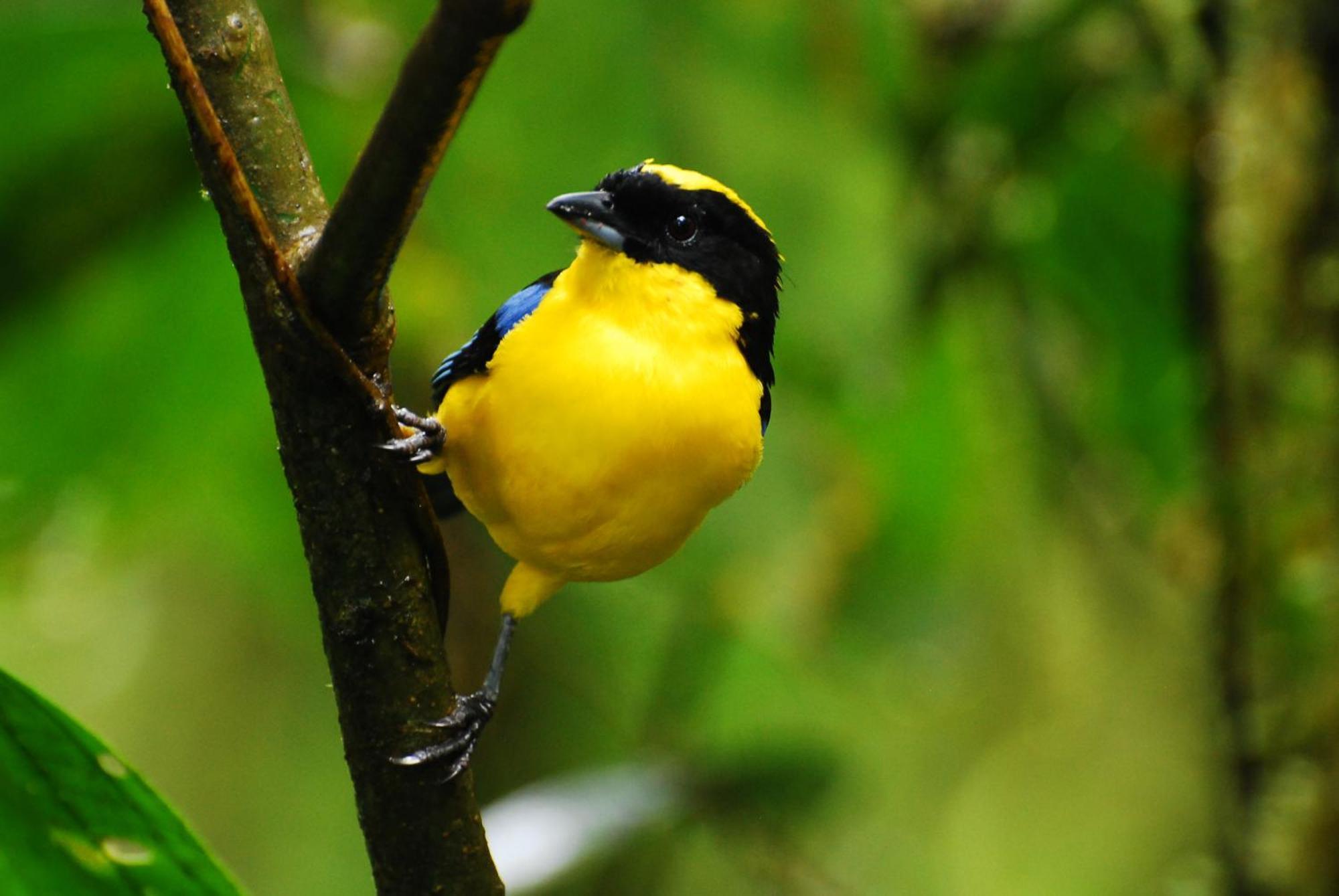 Bellavista Cloud Forest Lodge & Private Protected Area Tandayapa Bagian luar foto
