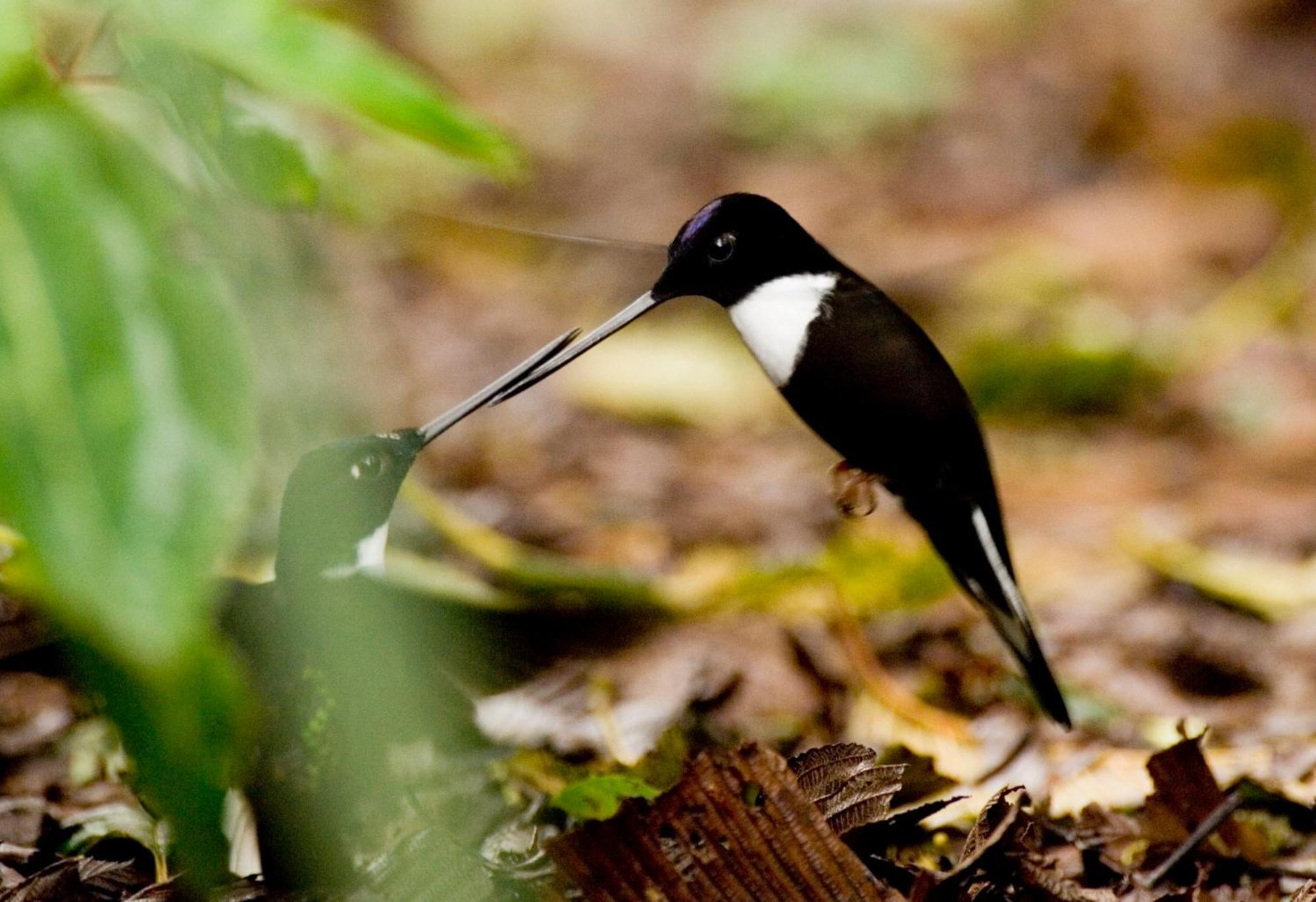 Bellavista Cloud Forest Lodge & Private Protected Area Tandayapa Bagian luar foto