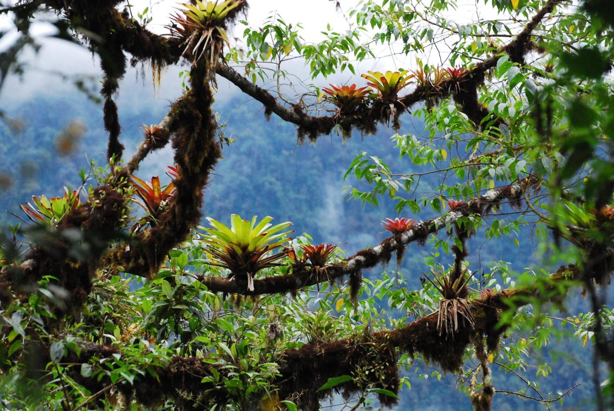 Bellavista Cloud Forest Lodge & Private Protected Area Tandayapa Bagian luar foto